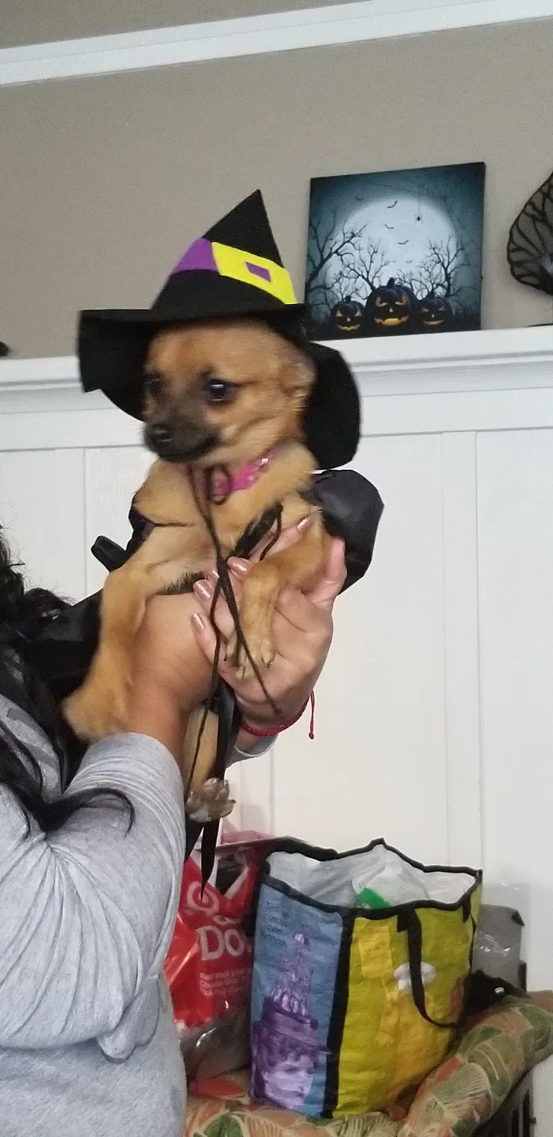 Lost dog in Emeryville, CA, 94608