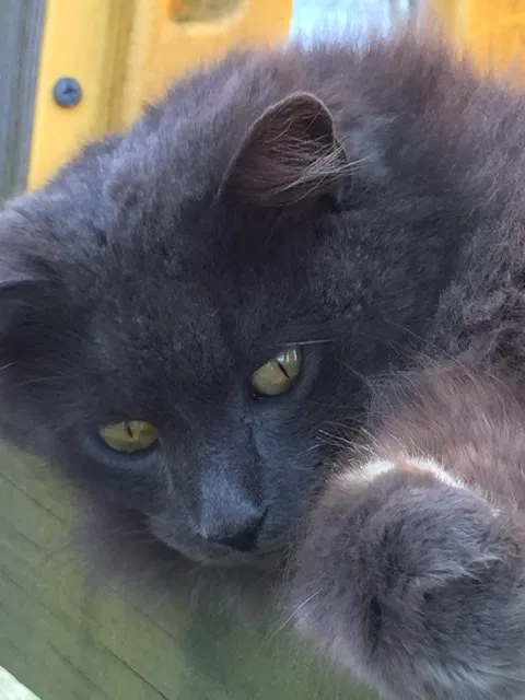 Lost cat in Lewisburg, WV, 24901