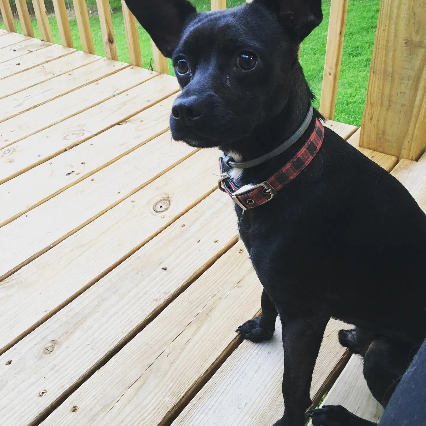 Lost dog in Rock Spring, GA, 30739