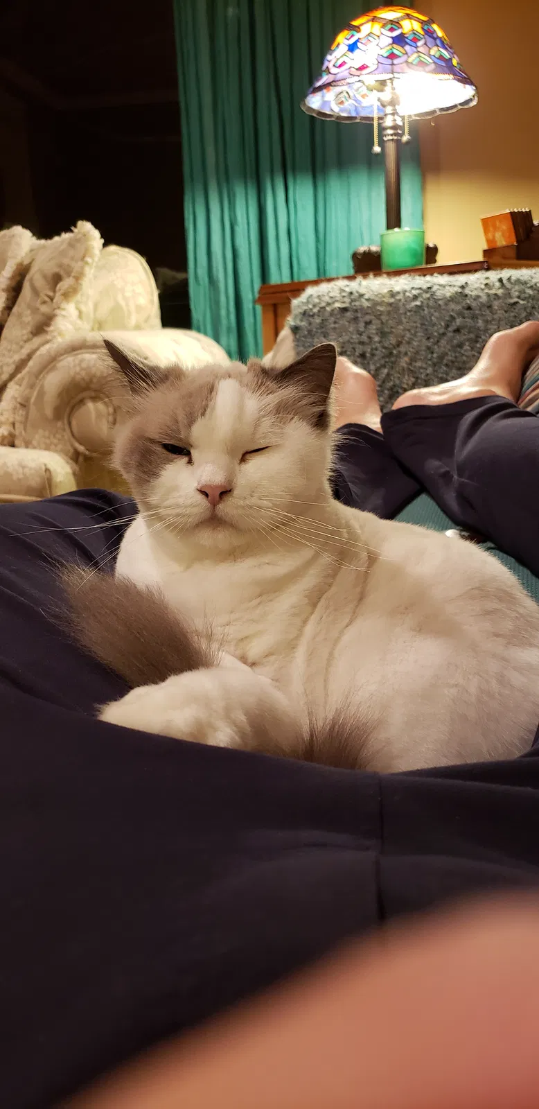 Lost cat in Kirkland, WA, 98033