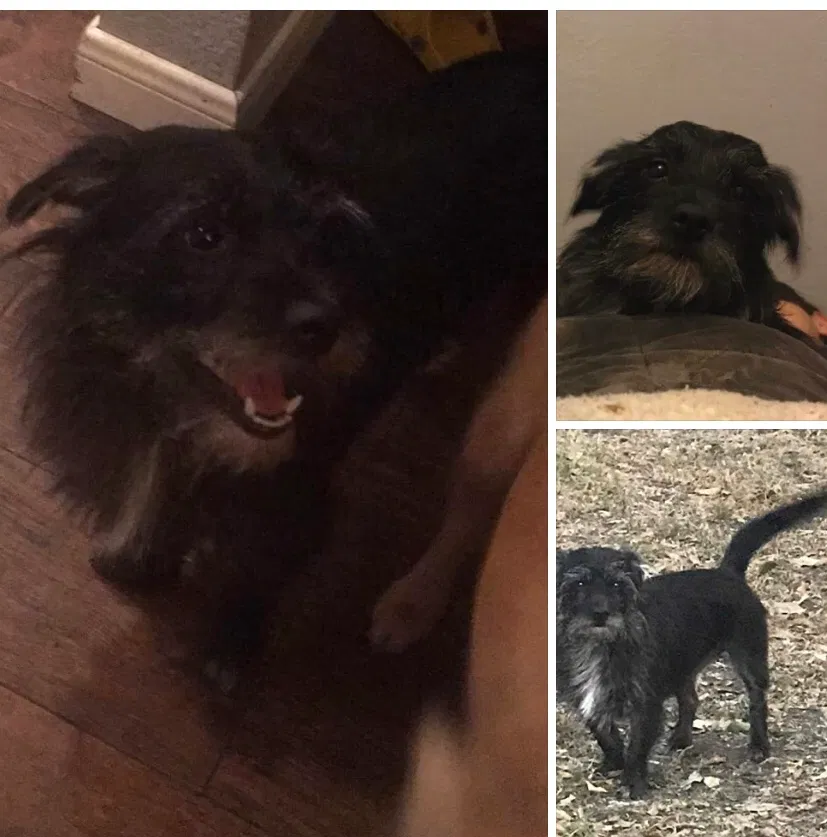 Lost dog in Dallas, TX, 75228