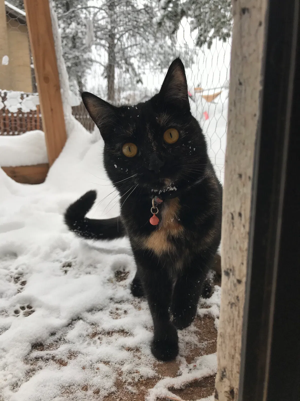 Lost cat in Woodland Park, CO, 80863
