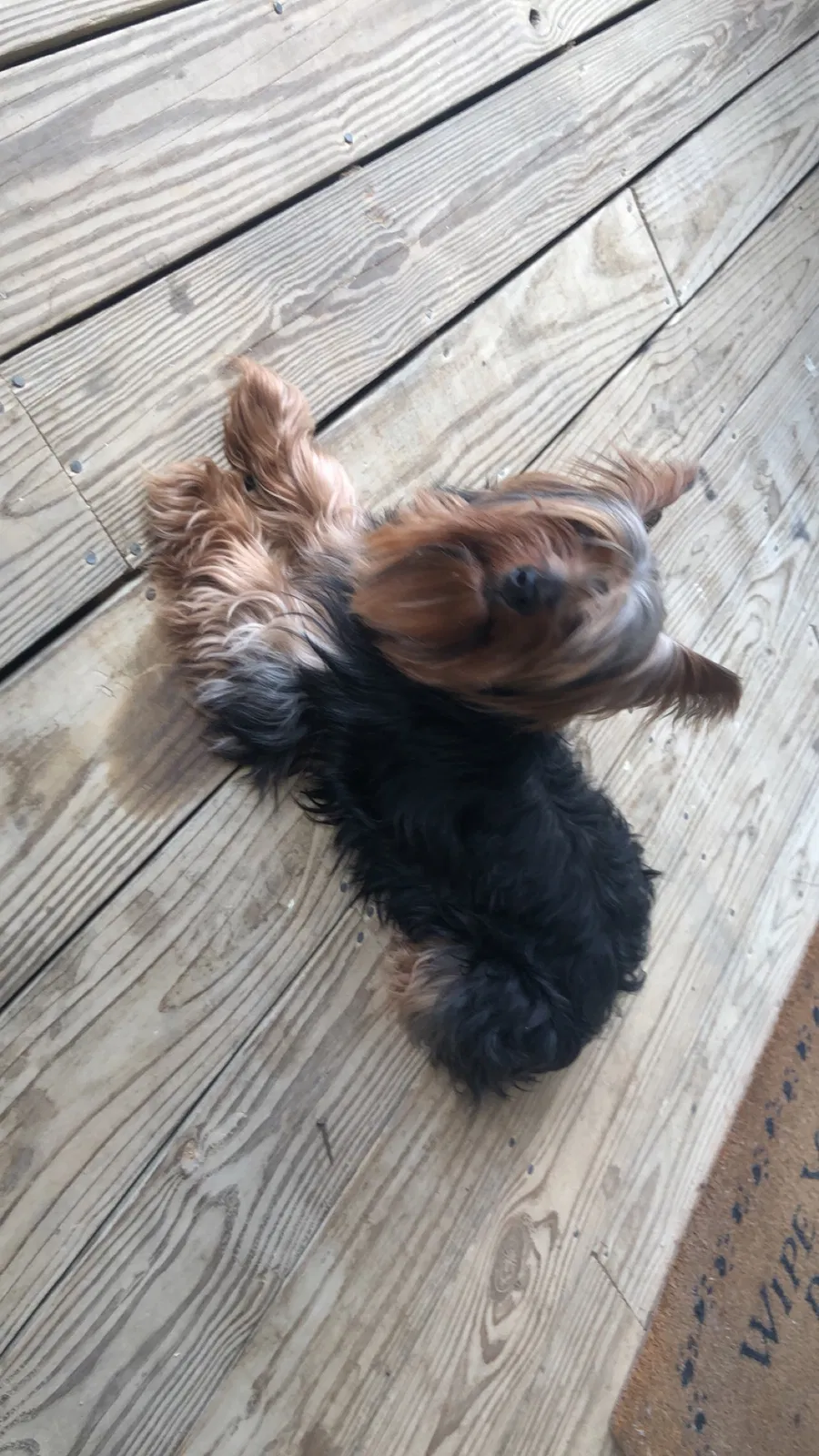 Lost dog in Memphis, TN, 38122