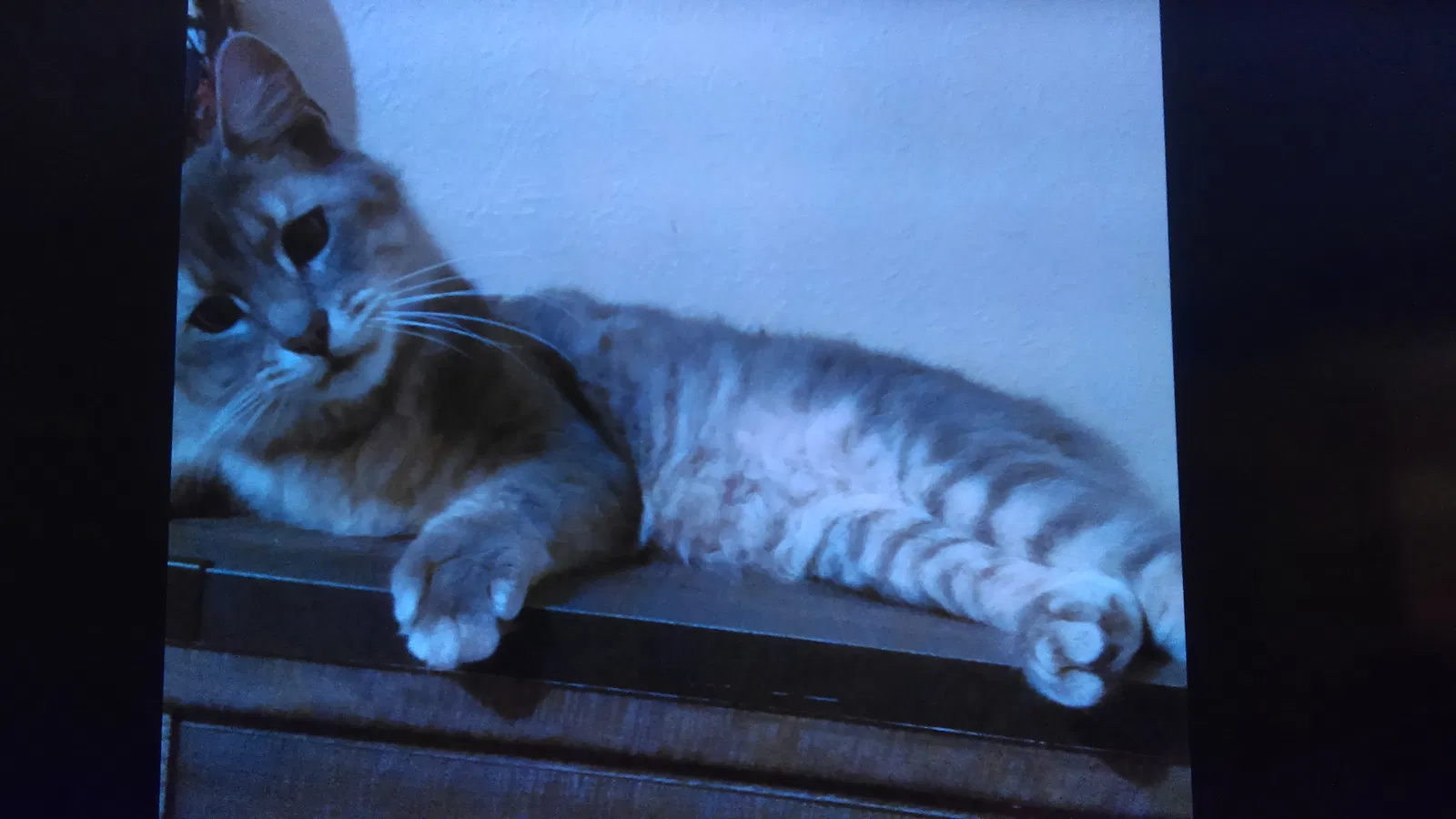 Lost cat in Gonzales, LA, 70737