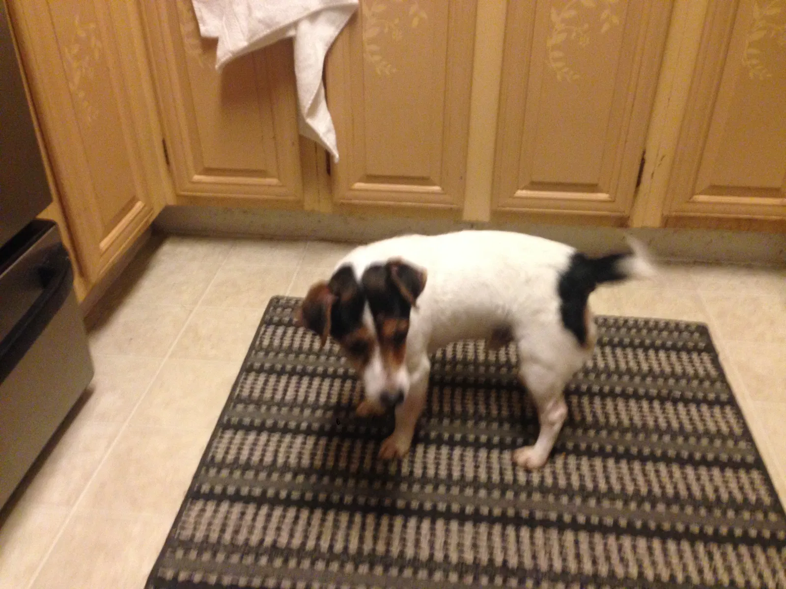 Found dog in Cincinnati, OH, 45239