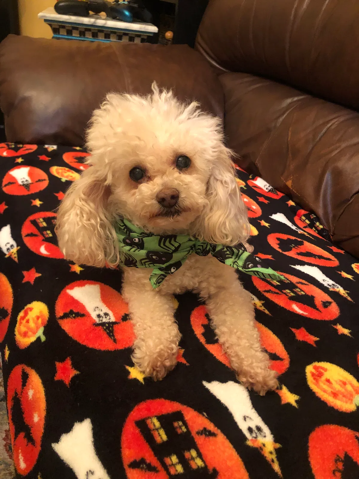 Lost dog in Mission, TX, 78572