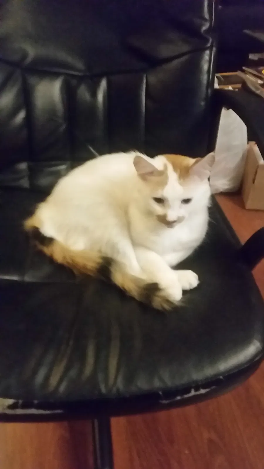 Lost cat in Wylie, TX, 75098
