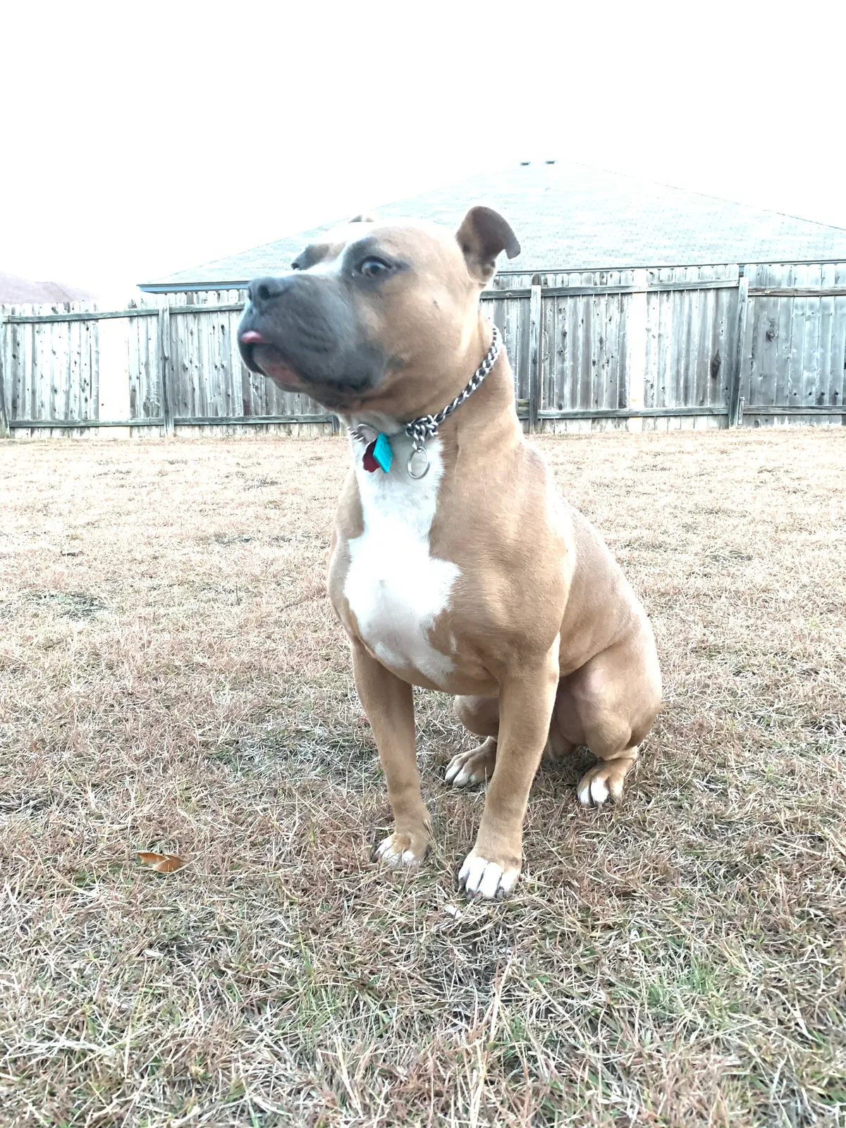 Lost dog in Killeen, TX, 76549