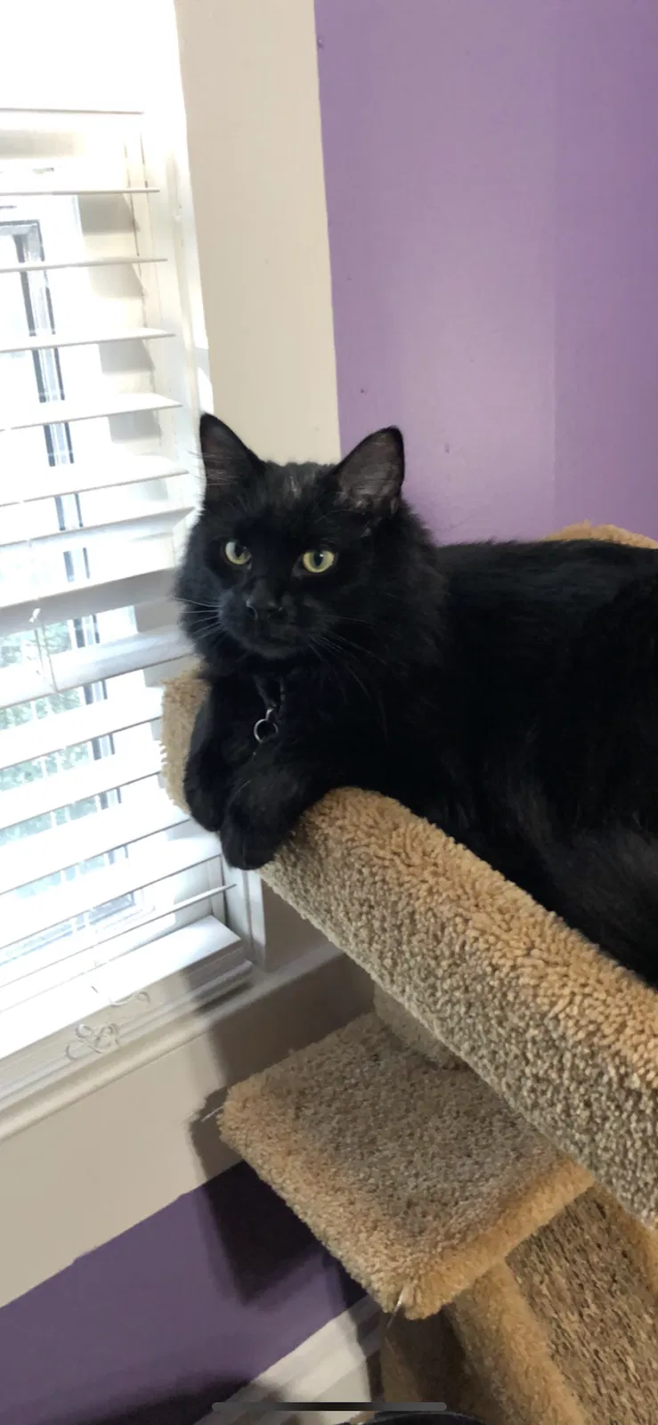 Lost cat in Williamston, SC, 29697