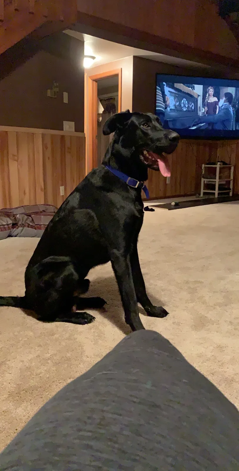 Lost dog in Unknown, MN, 56432