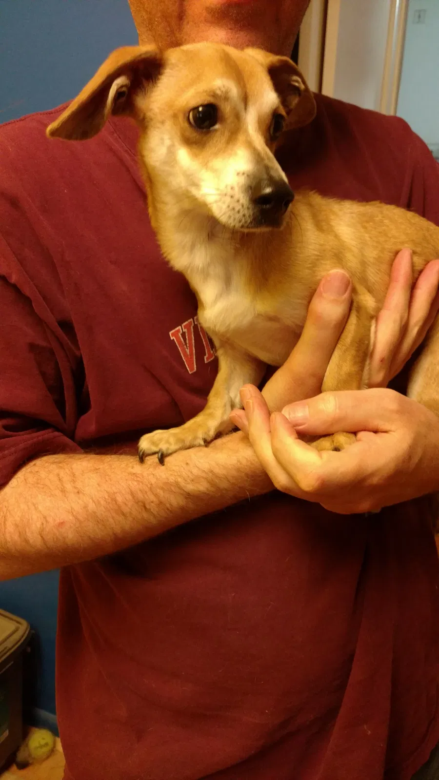 Found dog in Burke, VA, 22015