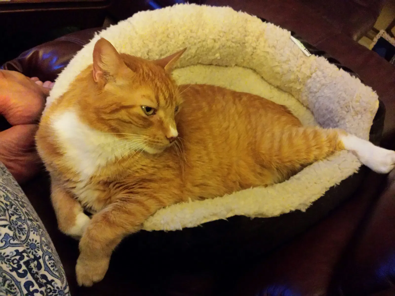 Lost cat in Jacksonville, FL, 32224