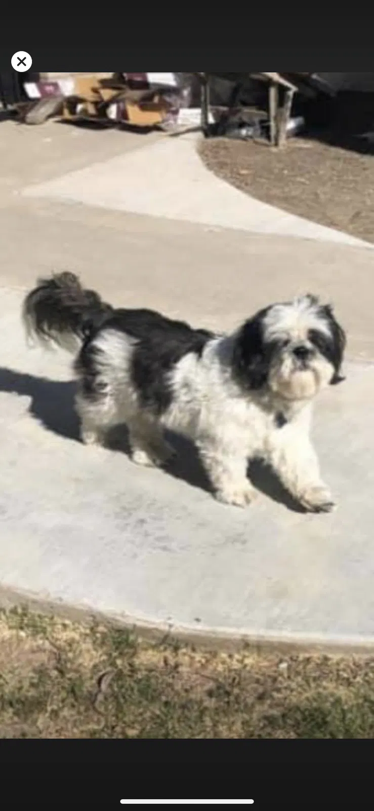Lost dog in Westminster, CA, 92683