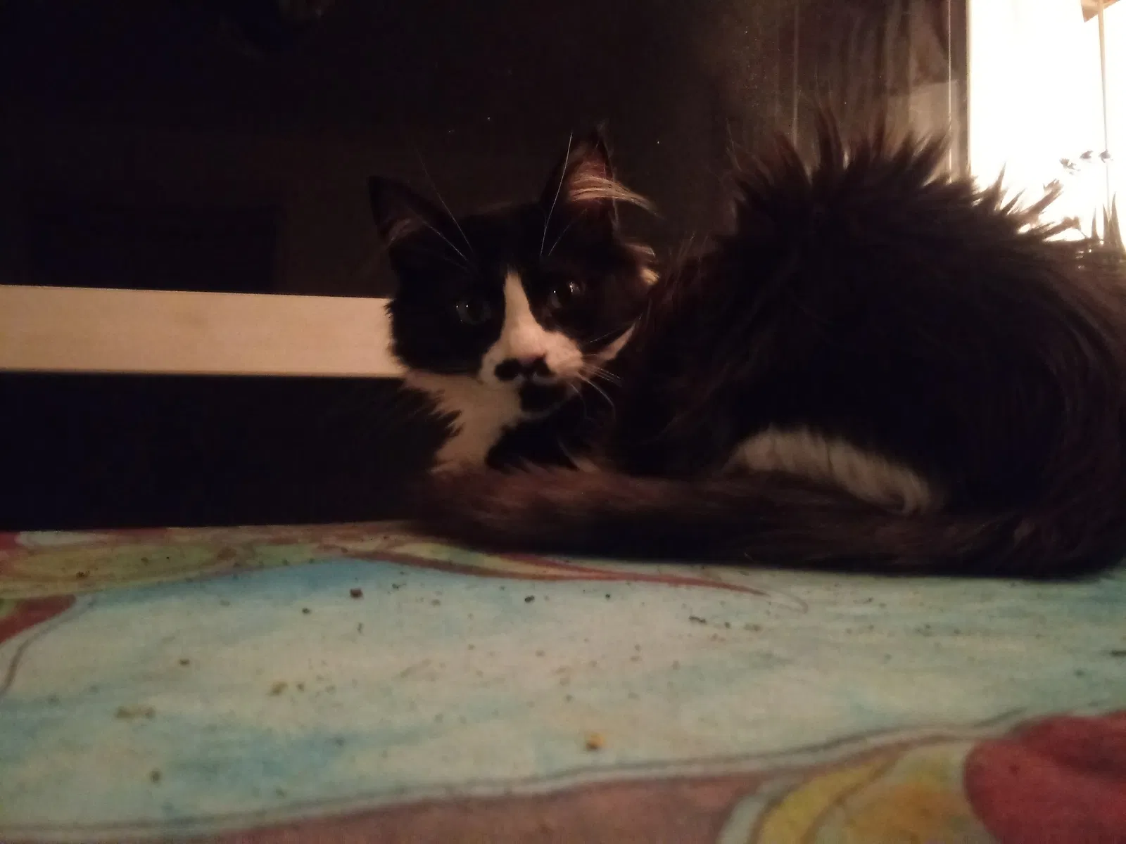Lost cat in Portland, OR, 97212