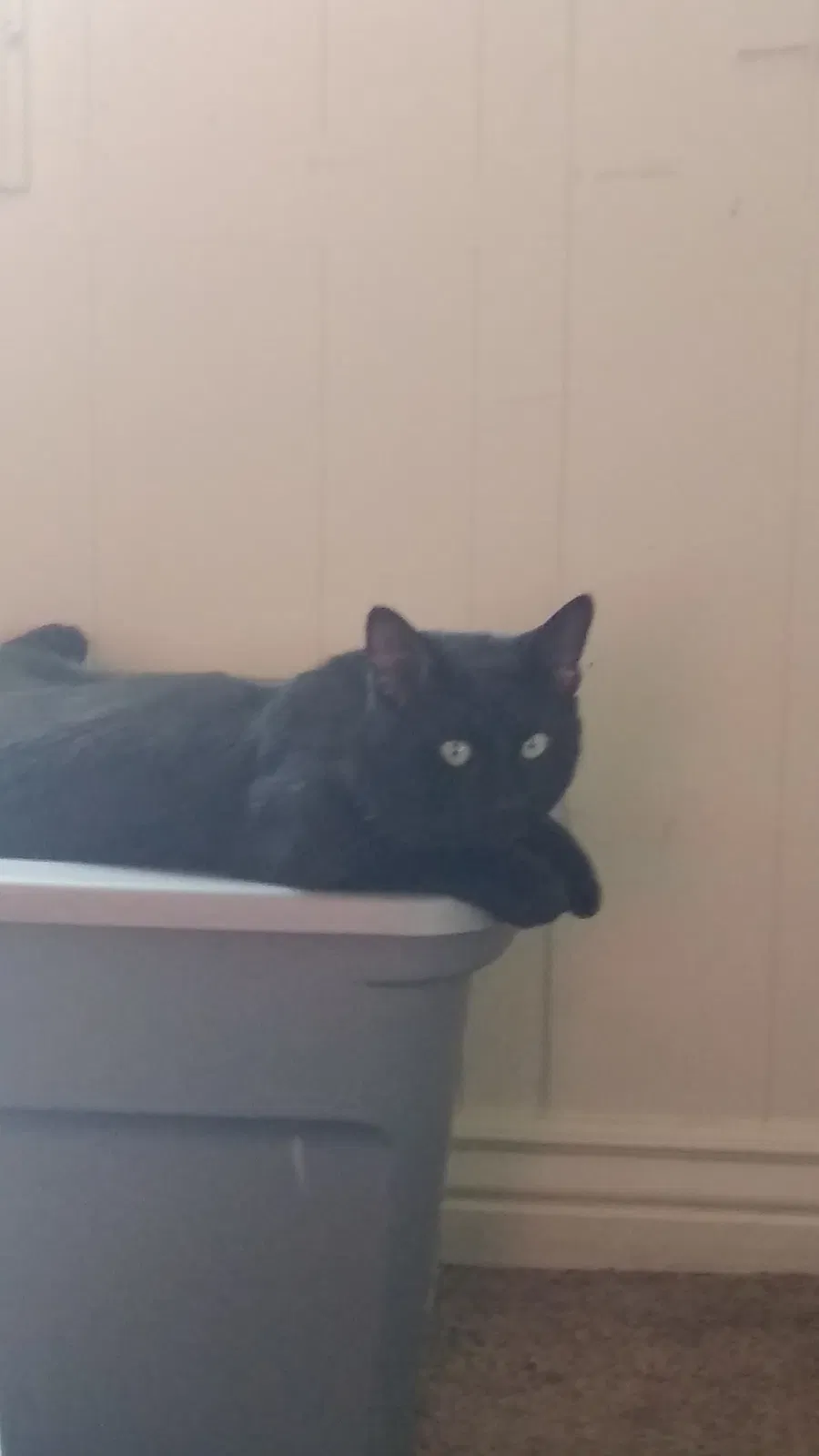 Lost cat in Cedar City, UT, 84721