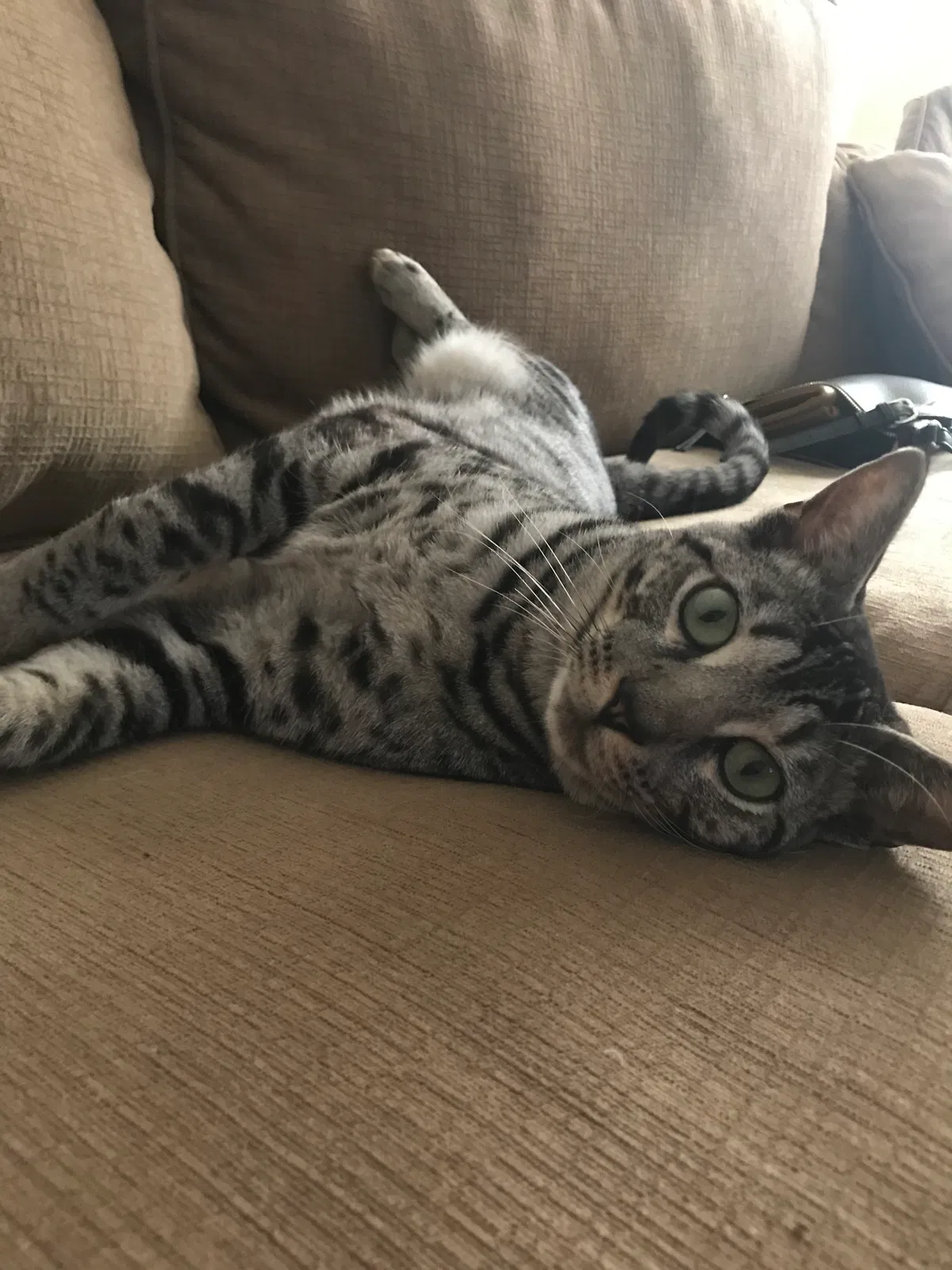 Lost cat in Columbus, OH, 43202