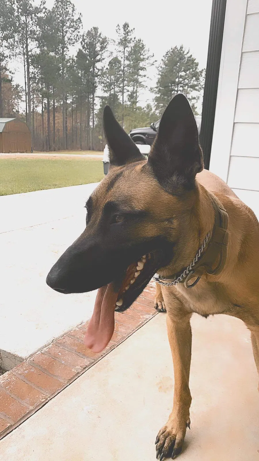 Lost dog in Banks, AL, 36005