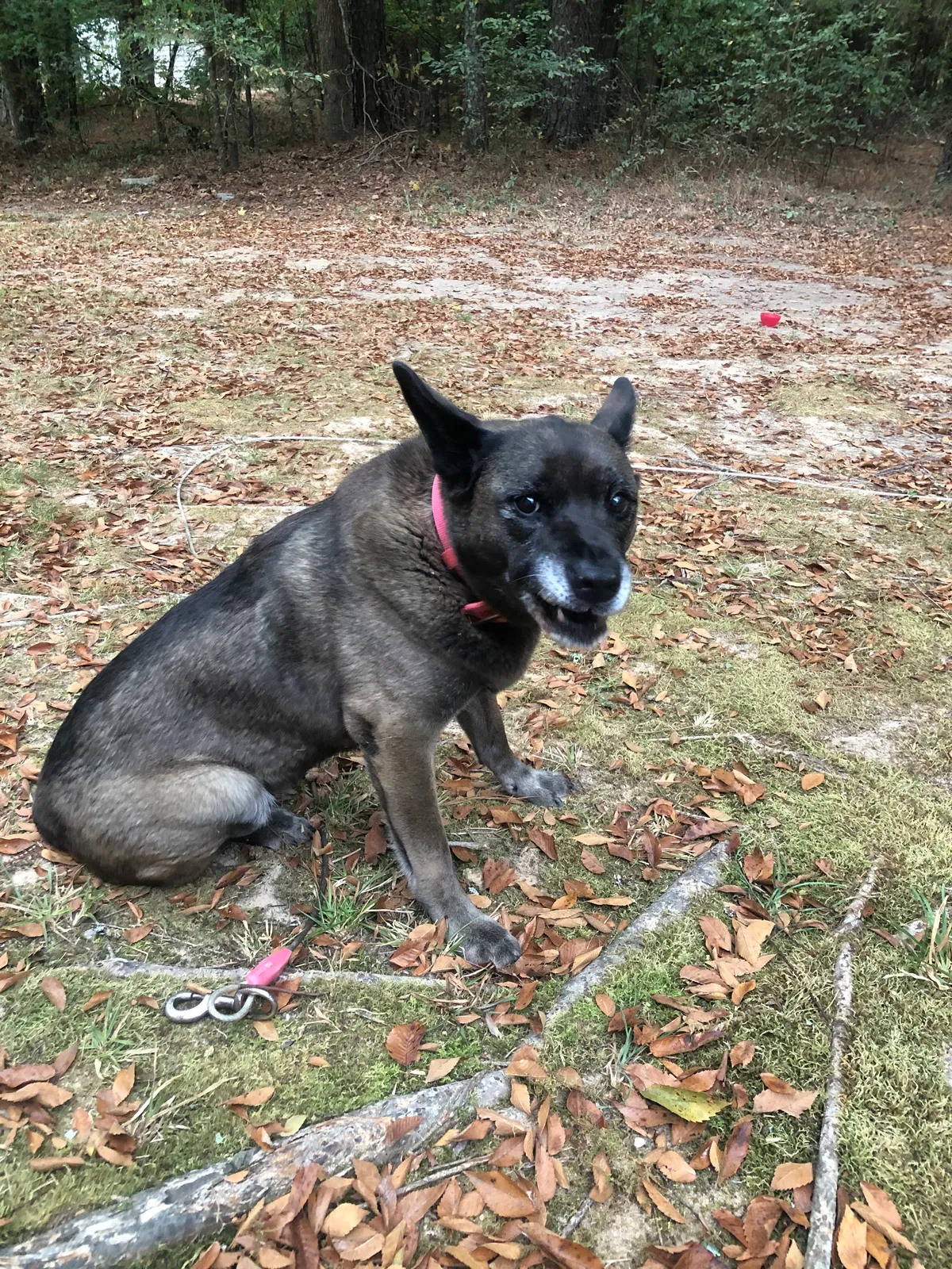 Lost dog in Loganville, GA, 30052