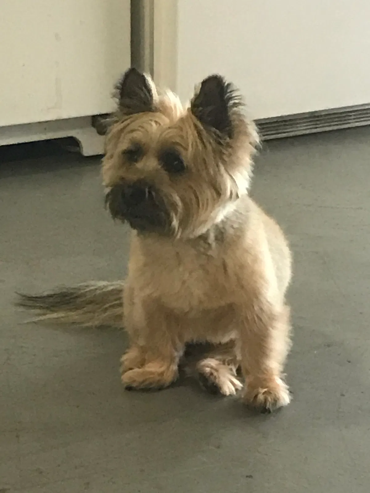 Lost dog in Pasadena, TX, 77502
