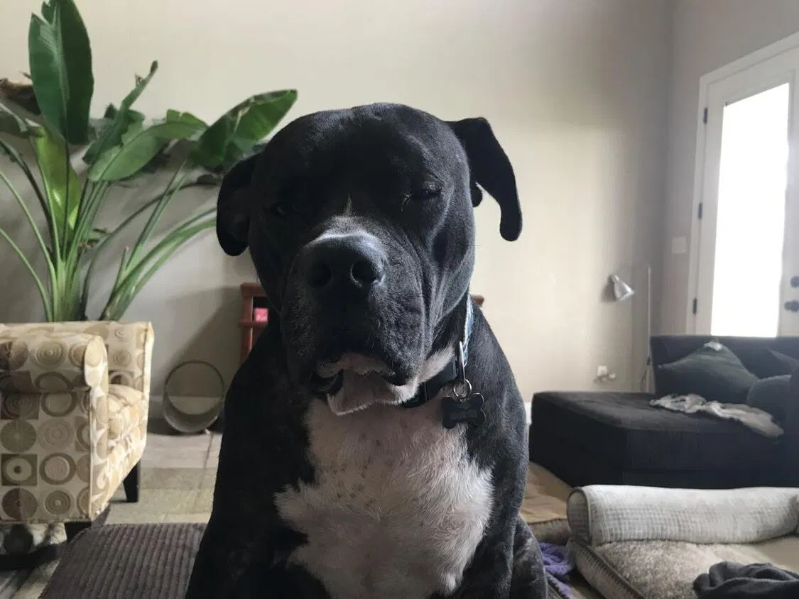 Lost dog in Fort Worth, TX, 76179
