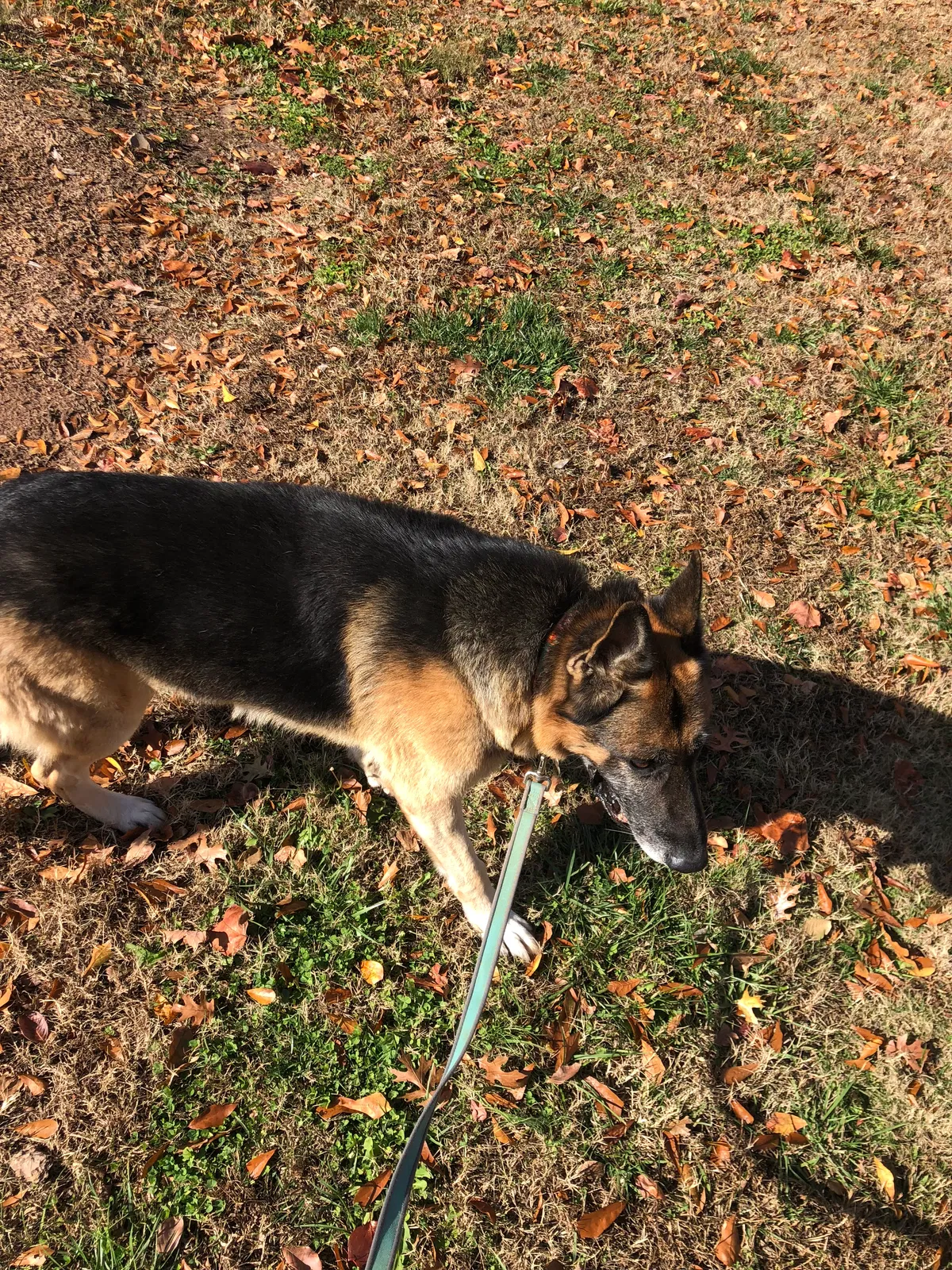 Lost dog in Atlanta, GA, 30341