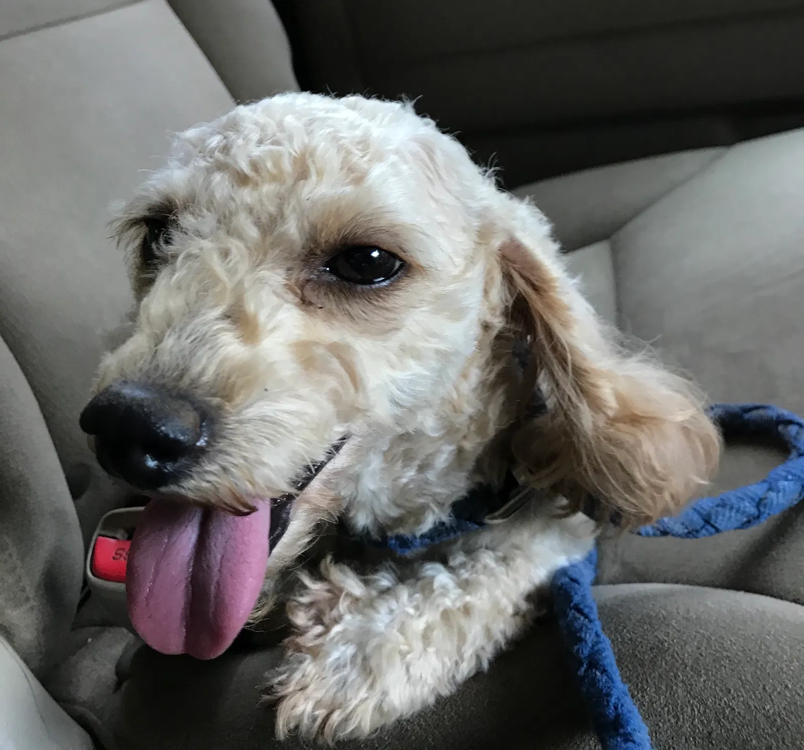 Lost dog in Morrow, GA, 30260