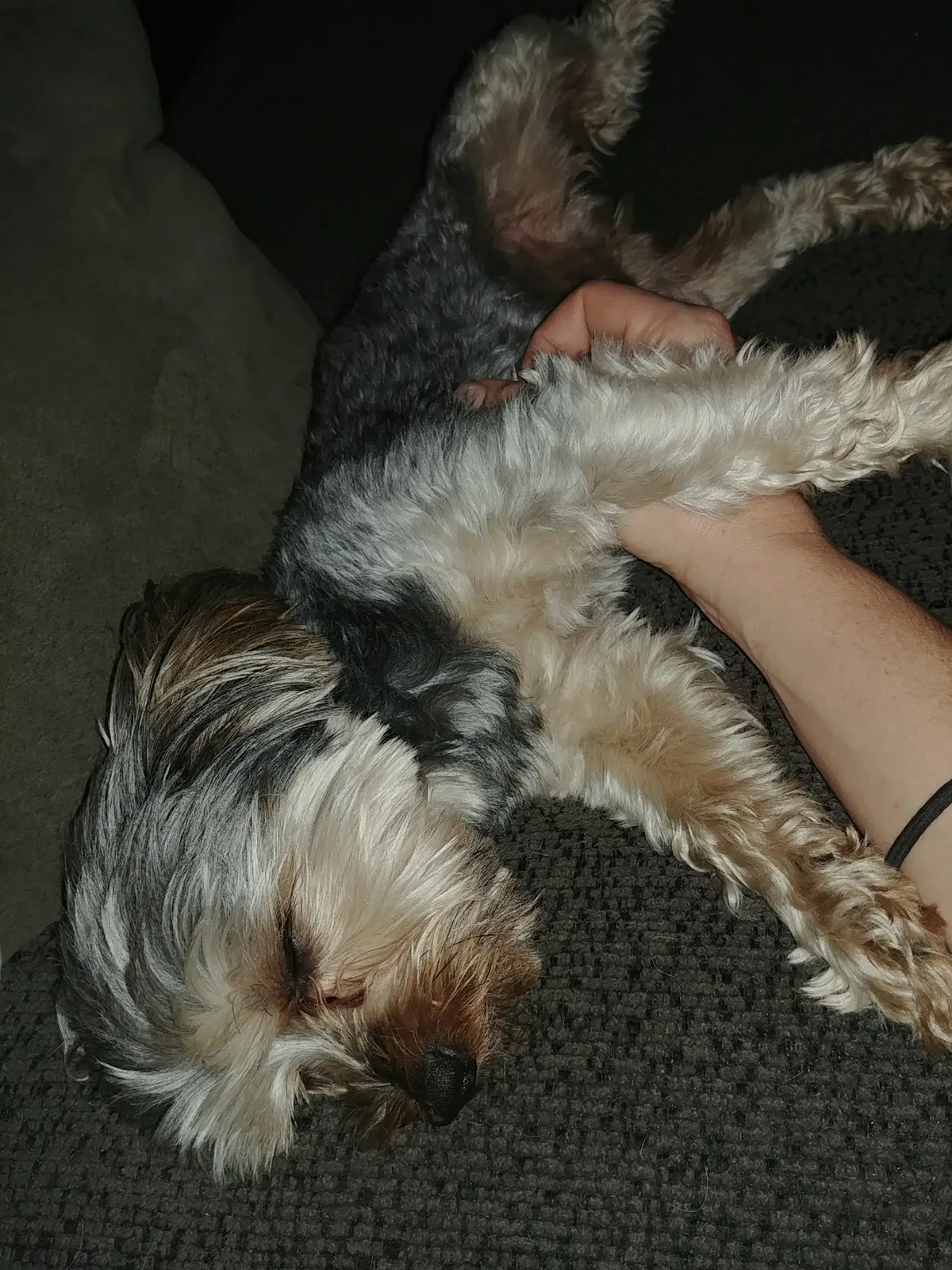 Lost dog in Tampa, FL, 33634