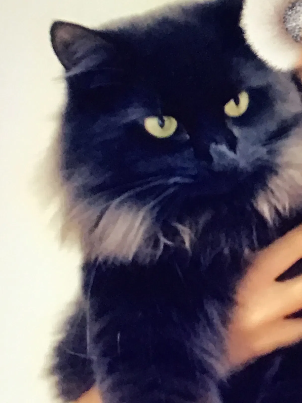 Lost cat in Valrico, FL, 33596