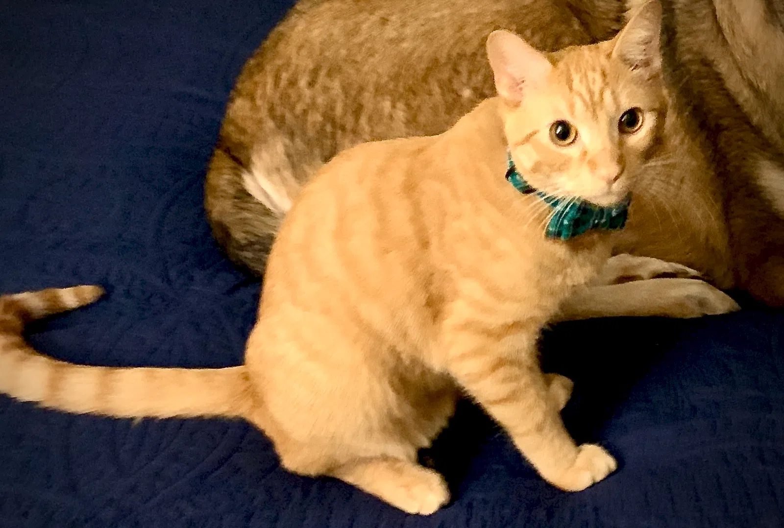 Lost cat in Jenks, OK, 74037