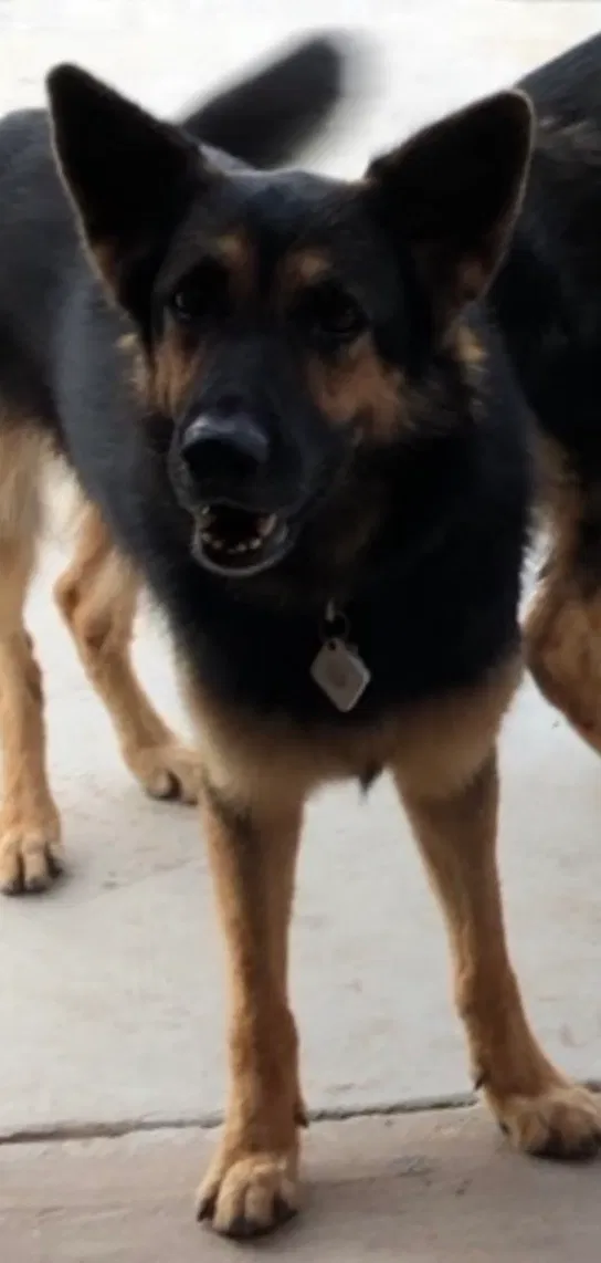 Lost dog in Boerne, TX, 78006