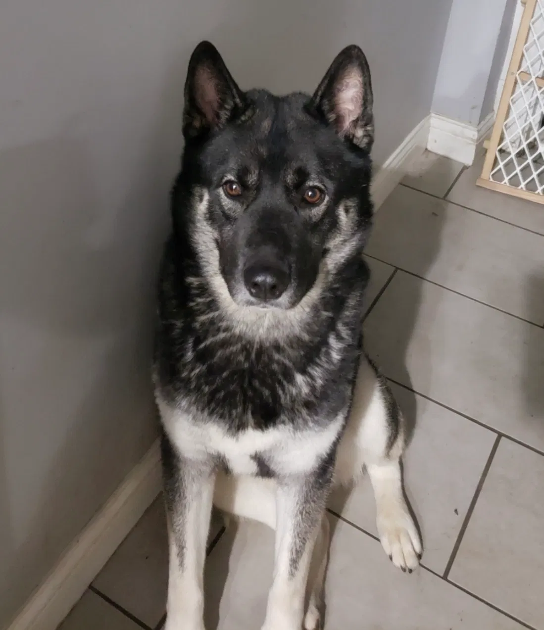 Lost dog in Chicago, IL, 60639