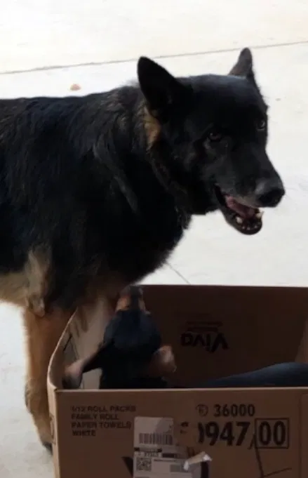 Lost dog in Boerne, TX, 78006