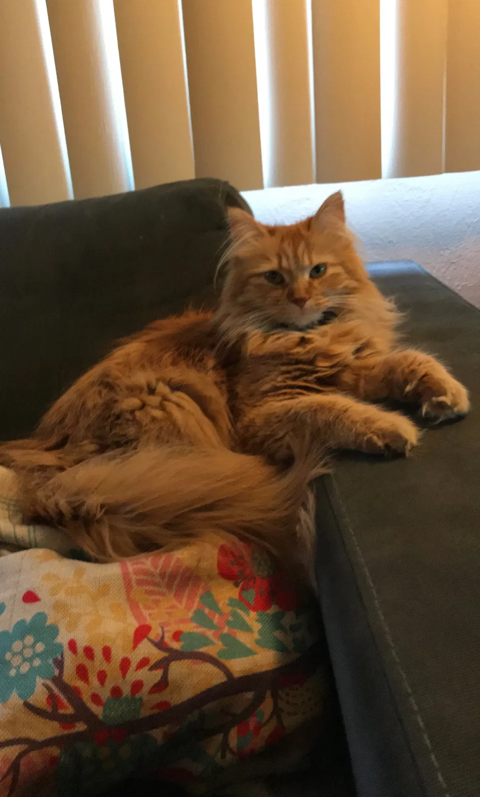 Lost cat in Saint Paul, MN, 55109