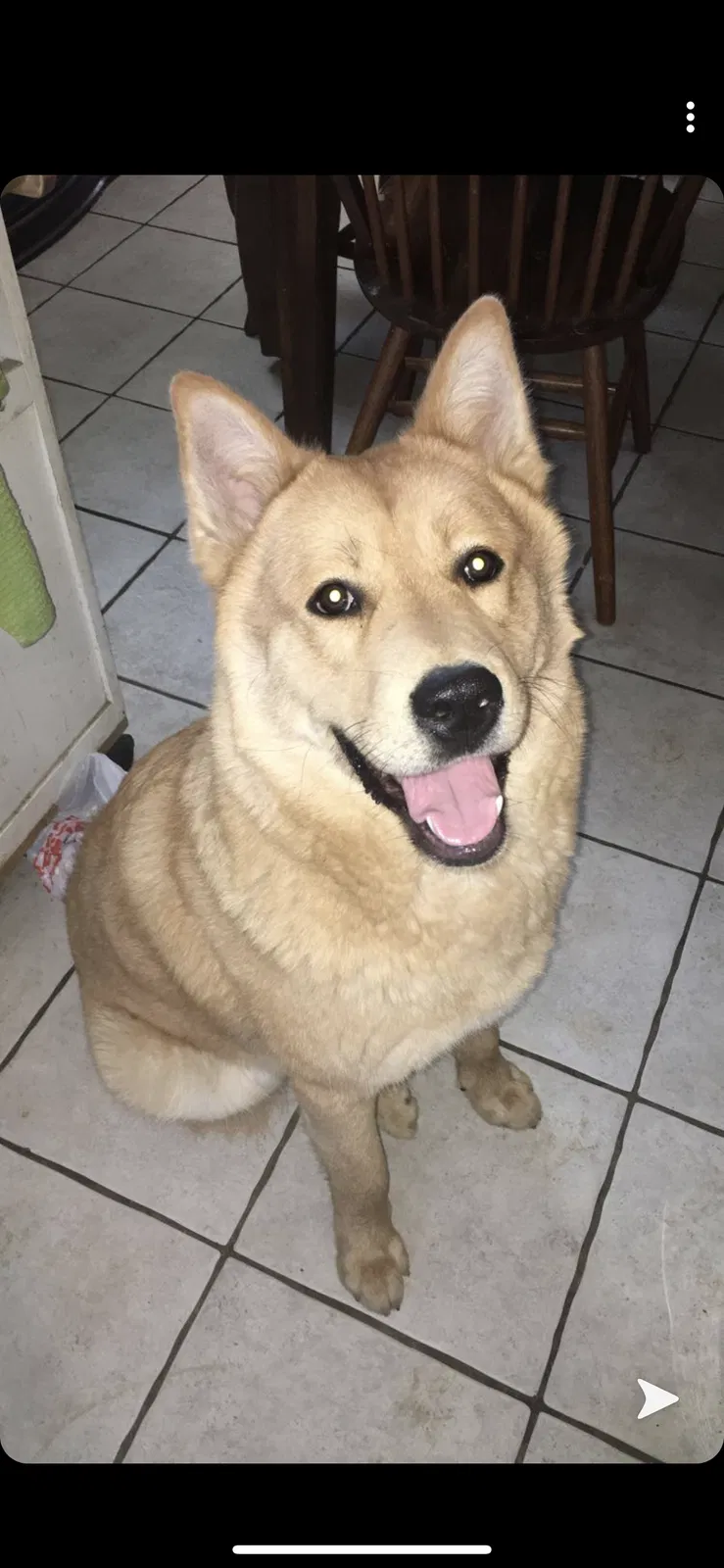 Lost dog in Allentown, PA, 18102