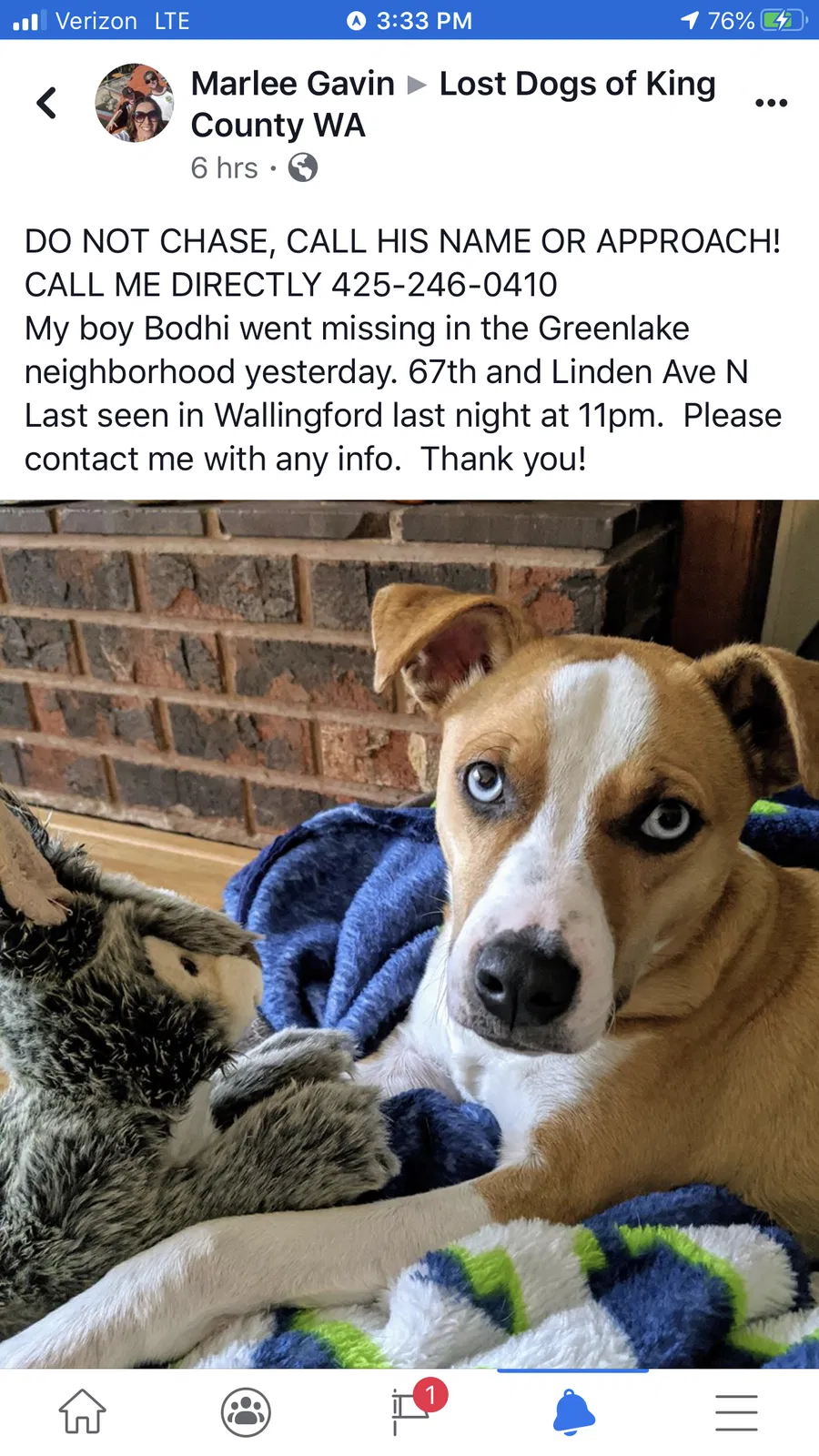 Lost dog in Seattle, WA, 98105