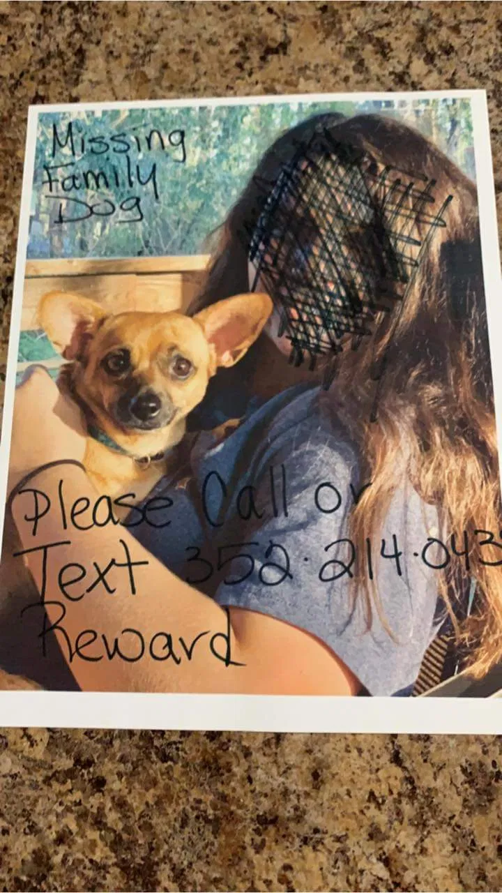 Lost dog in Gainesville, FL, 32608