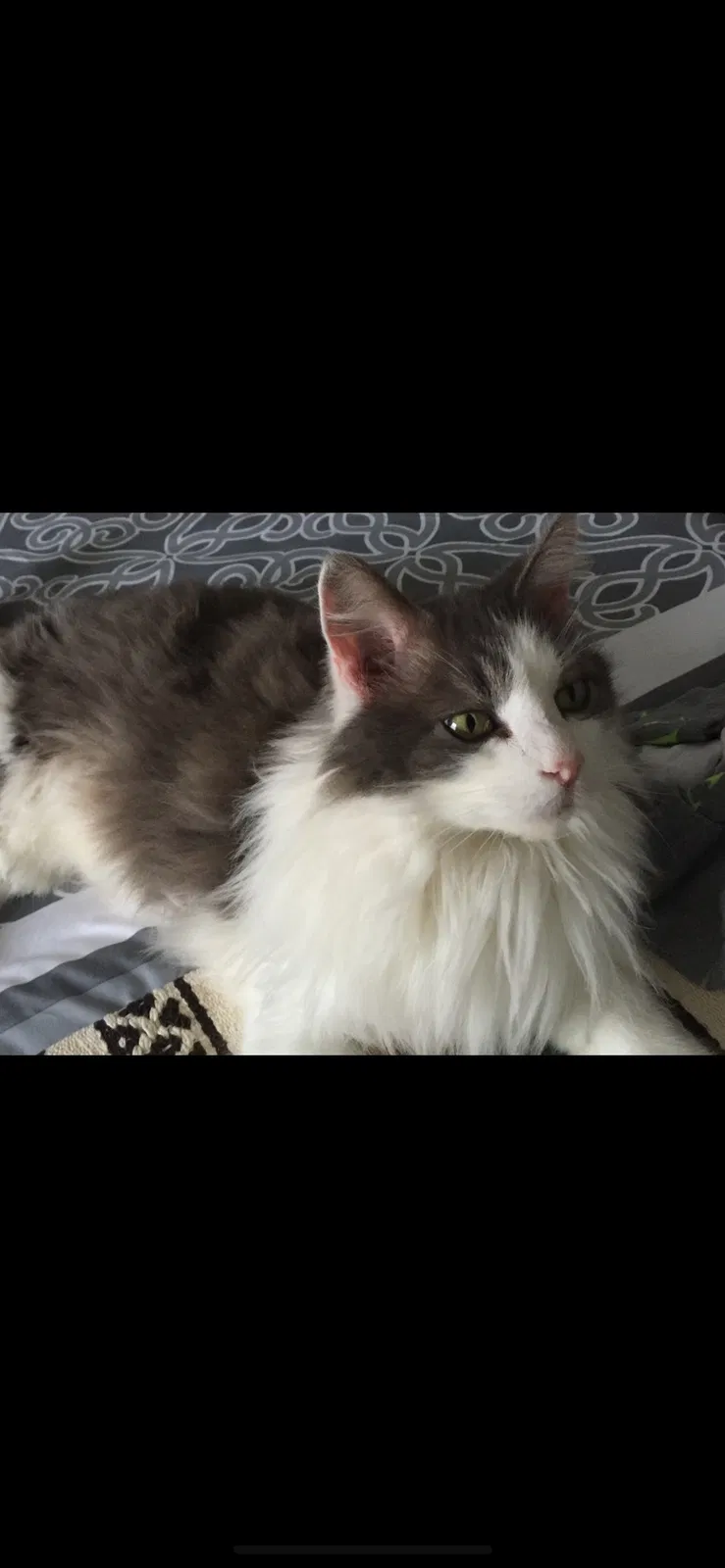 Lost cat in Lewisville, NC, 27023