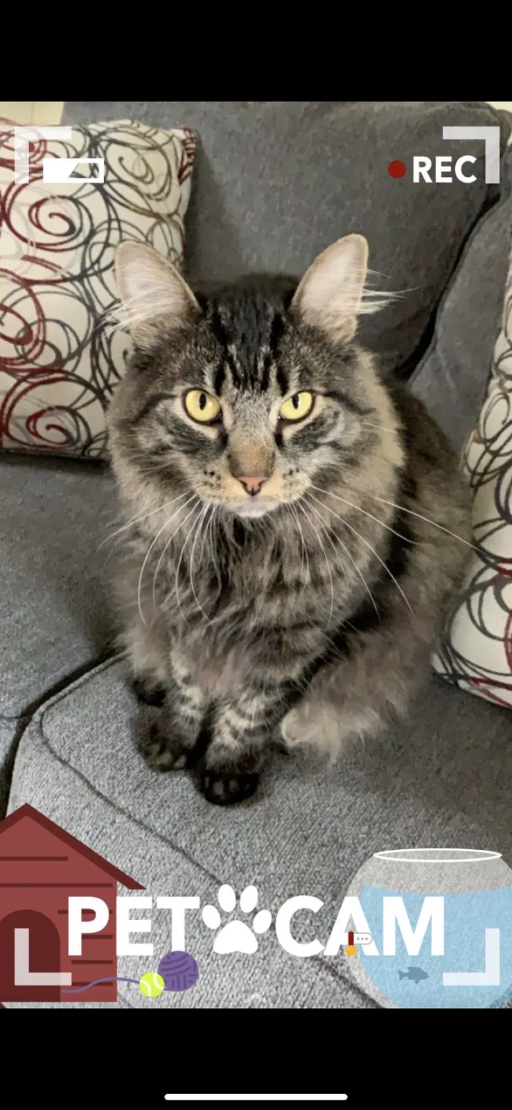 Lost cat in Greene, NY, 13778