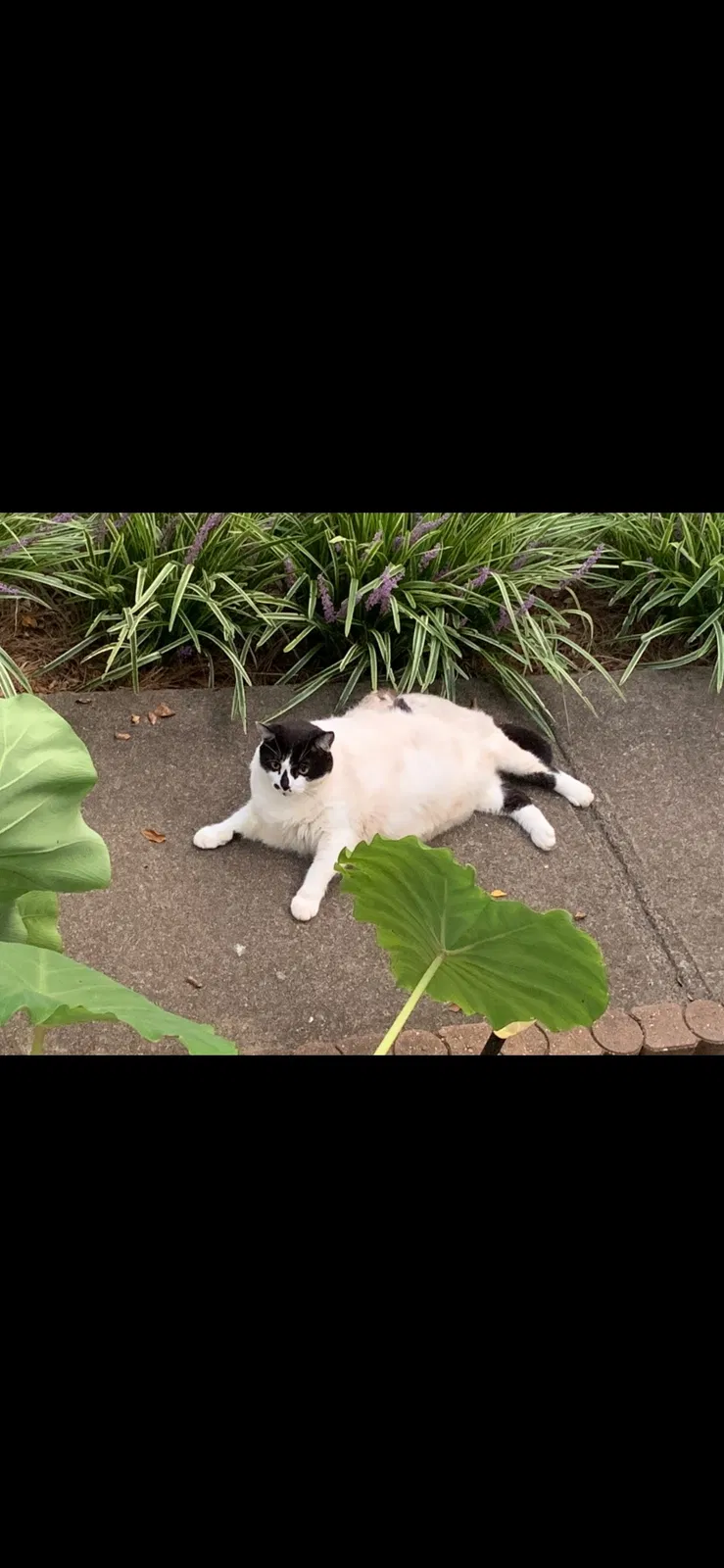 Lost cat in Lewisville, NC, 27023