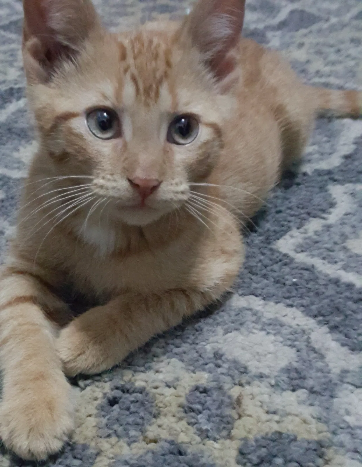 Lost cat in Elmhurst, NY, 11373
