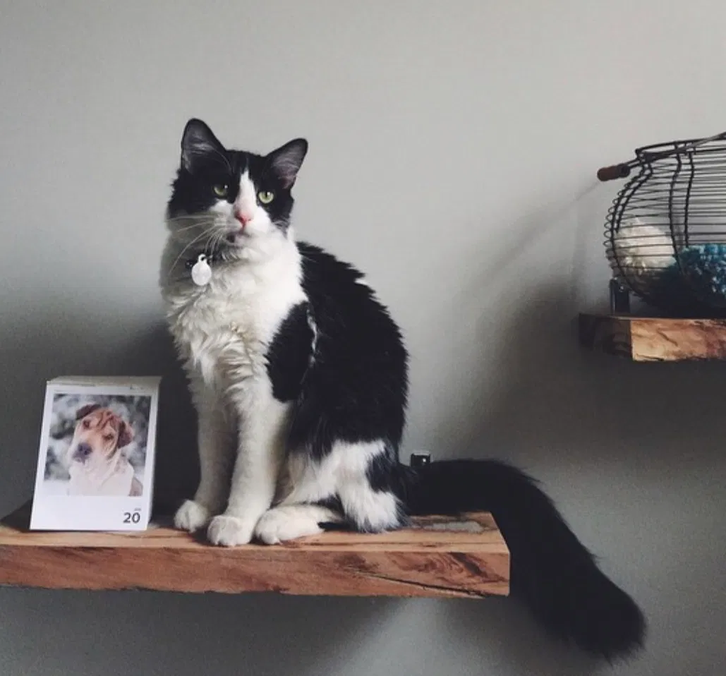 Lost cat in Greenville, SC, 29607