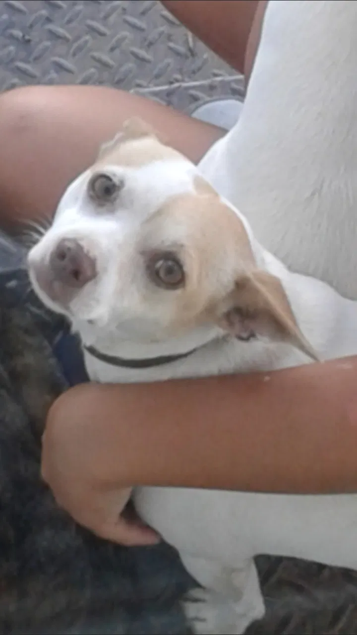 Lost dog in Bigelow, AR, 72016