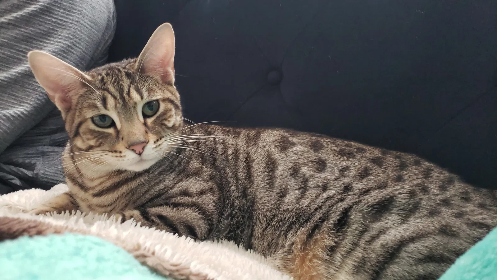 Lost cat in Eglin Afb, FL, 32542