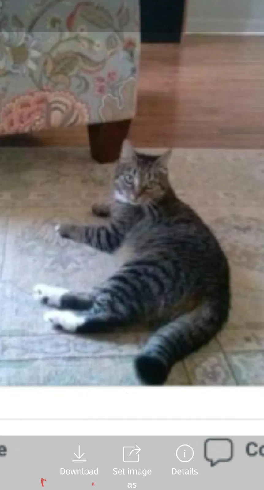 Lost cat in Charleston, SC, 29412