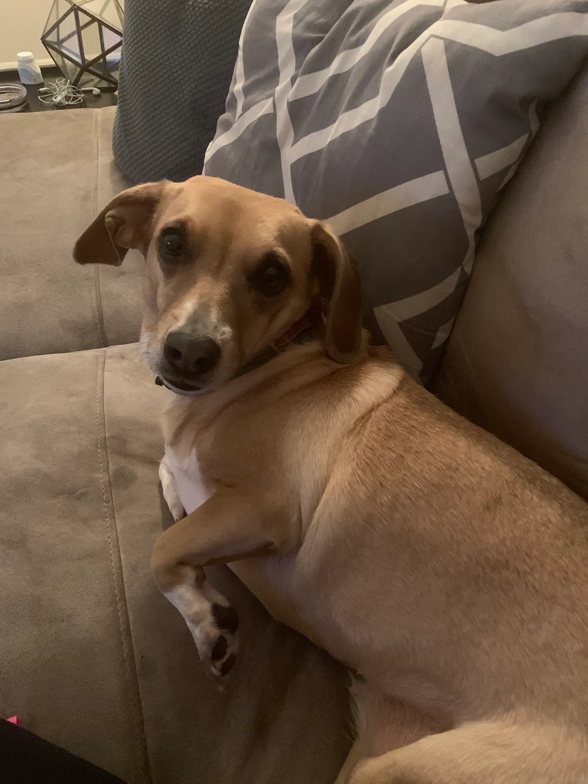 Lost dog in Hinesville, GA, 31313