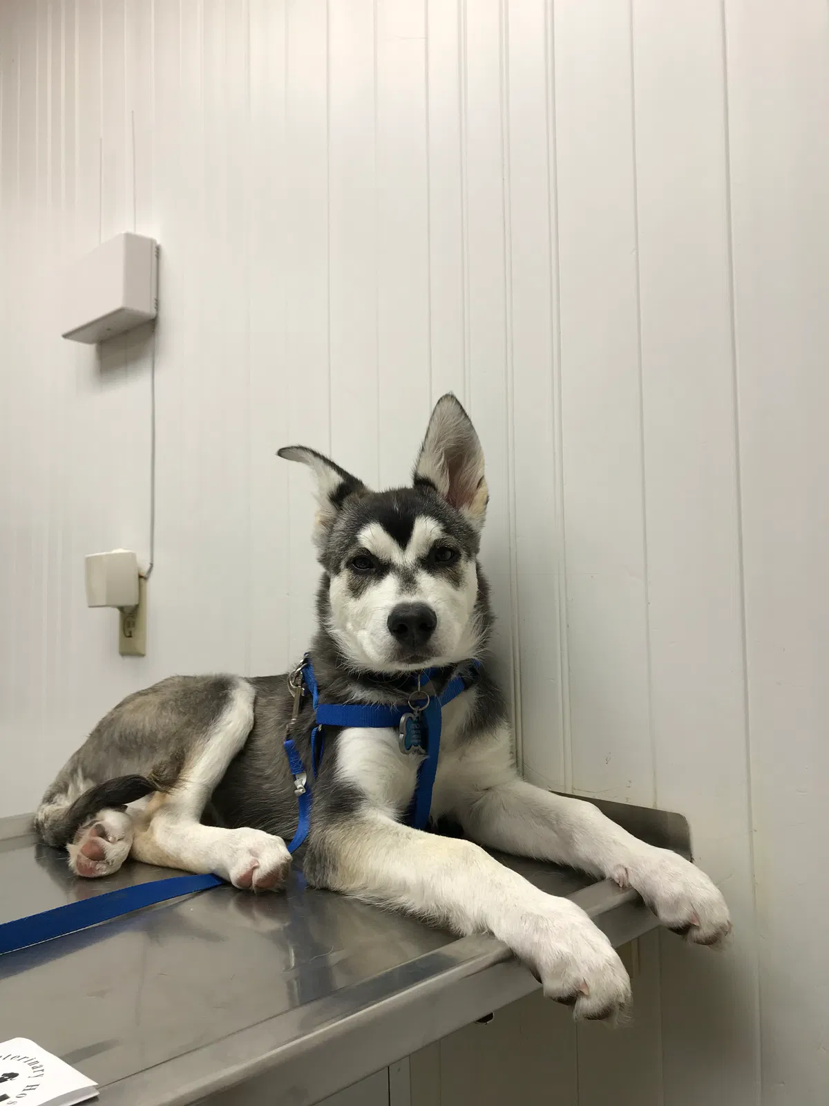 Lost dog in Santa Fe, NM, 87507