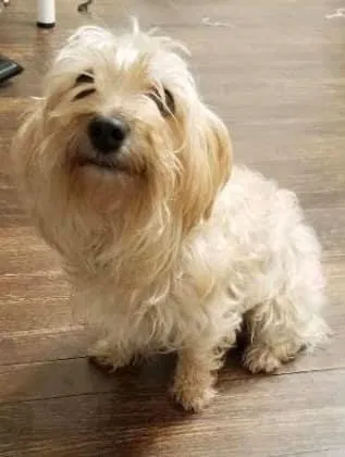 Lost dog in Eaton Rapids, MI, 48827