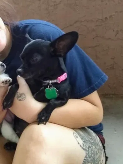 Lost dog in Midland, TX, 79701