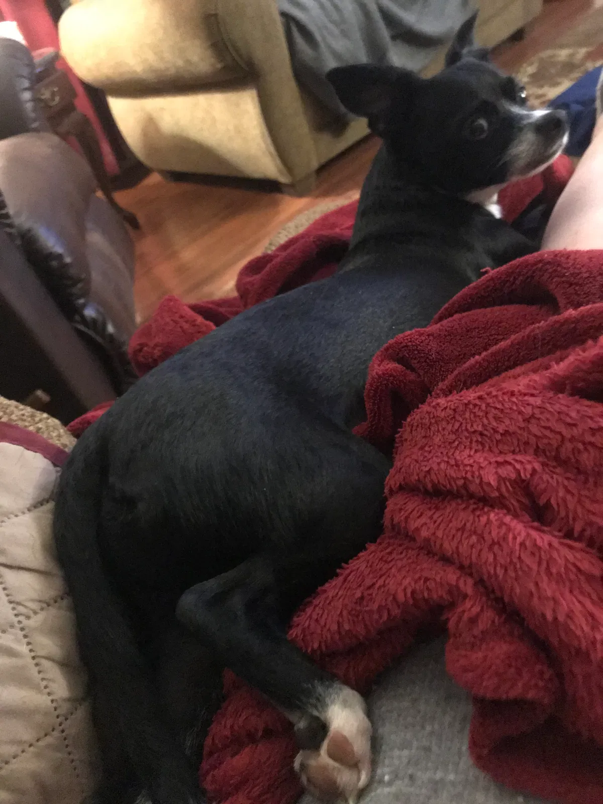 Lost dog in Rocky Mount, NC, 27804