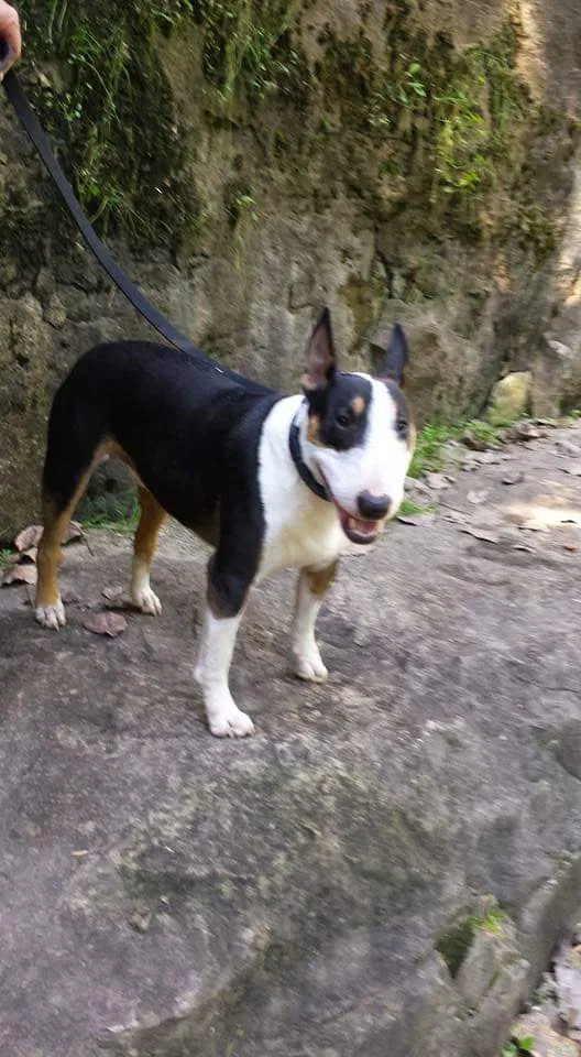 Lost dog in Hurricane Mills, TN, 37078